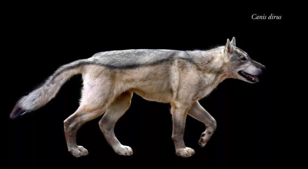 同为食肉动物 为什么猫科体型比犬科大得多 百科ta说