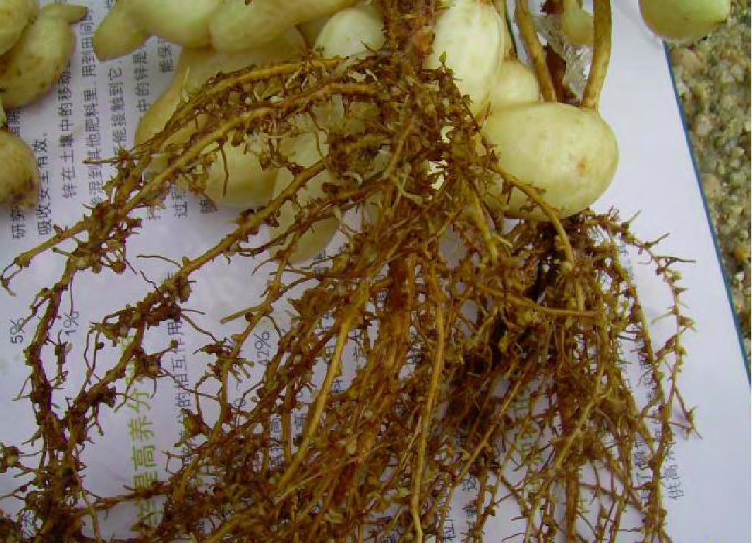  p>花生根结线虫病又叫花生根瘤线虫病,花生线虫病,俗称地黄病,地落病