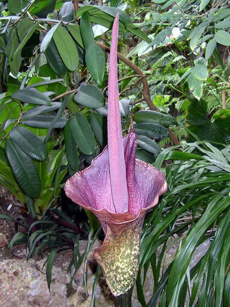  p data-id="gnbsouss2d">花魔芋(学名: i>amorphophallus /i>  i>