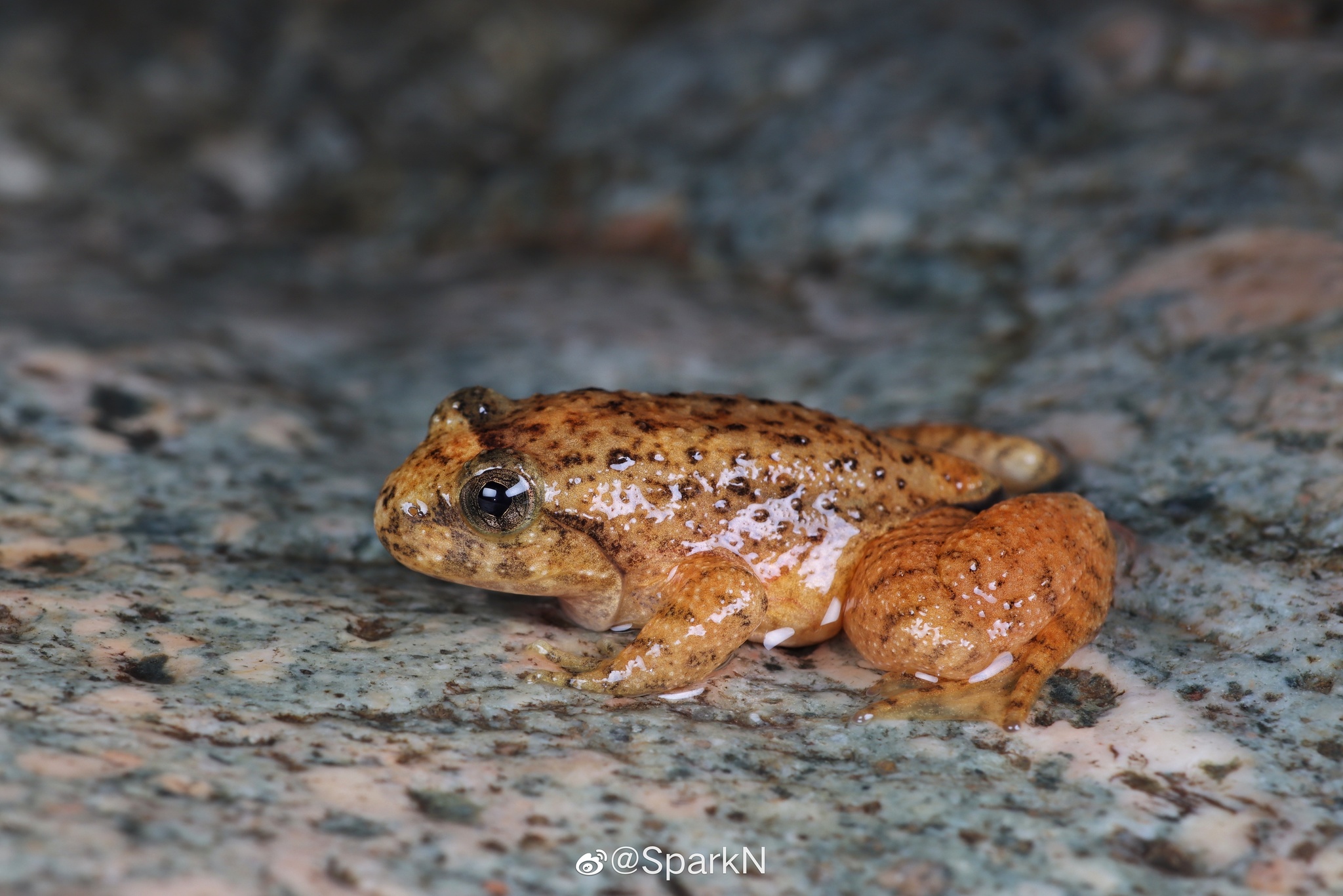 (学名: i>quasipaa /i>  i>spinosa /i>)是叉舌蛙科,棘胸蛙属两栖动物