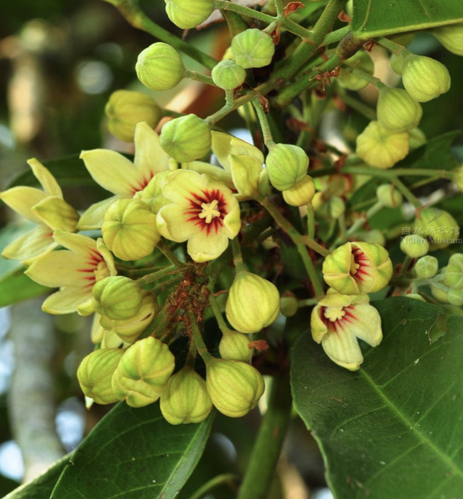  p data-id="go1eb46rsa">可乐果(cola acuminata)是锦葵科,可乐果属