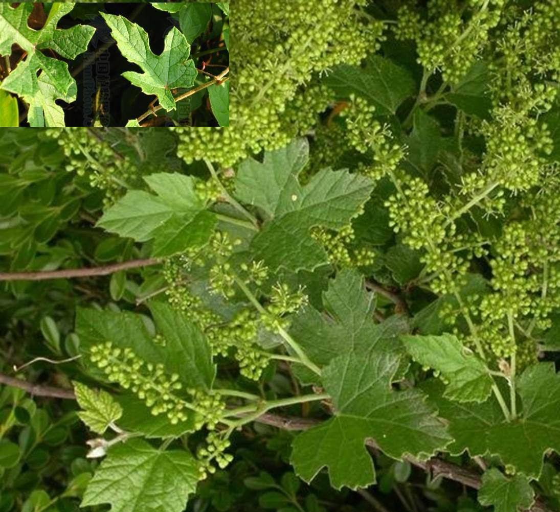 ">蘡薁( i>vitis bryoniifolia /i> bunge),葡萄科葡萄属落叶藤本植物
