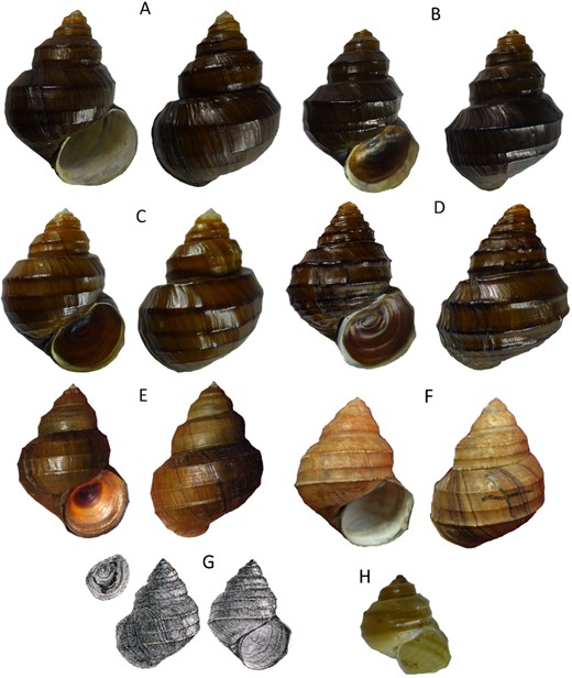  p>尖龙骨螺蛳(学名: i>margarya oxytropoides /i>):田螺科,螺蛳属水