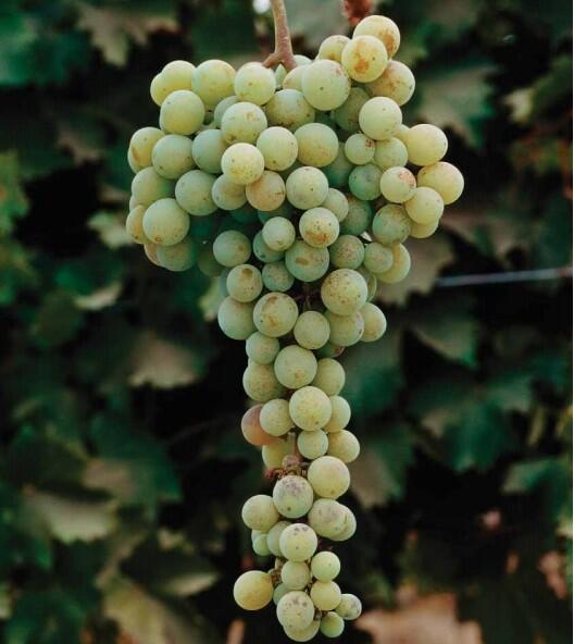 白麝香是葡萄科葡萄属,是酿酒用白色葡萄品种