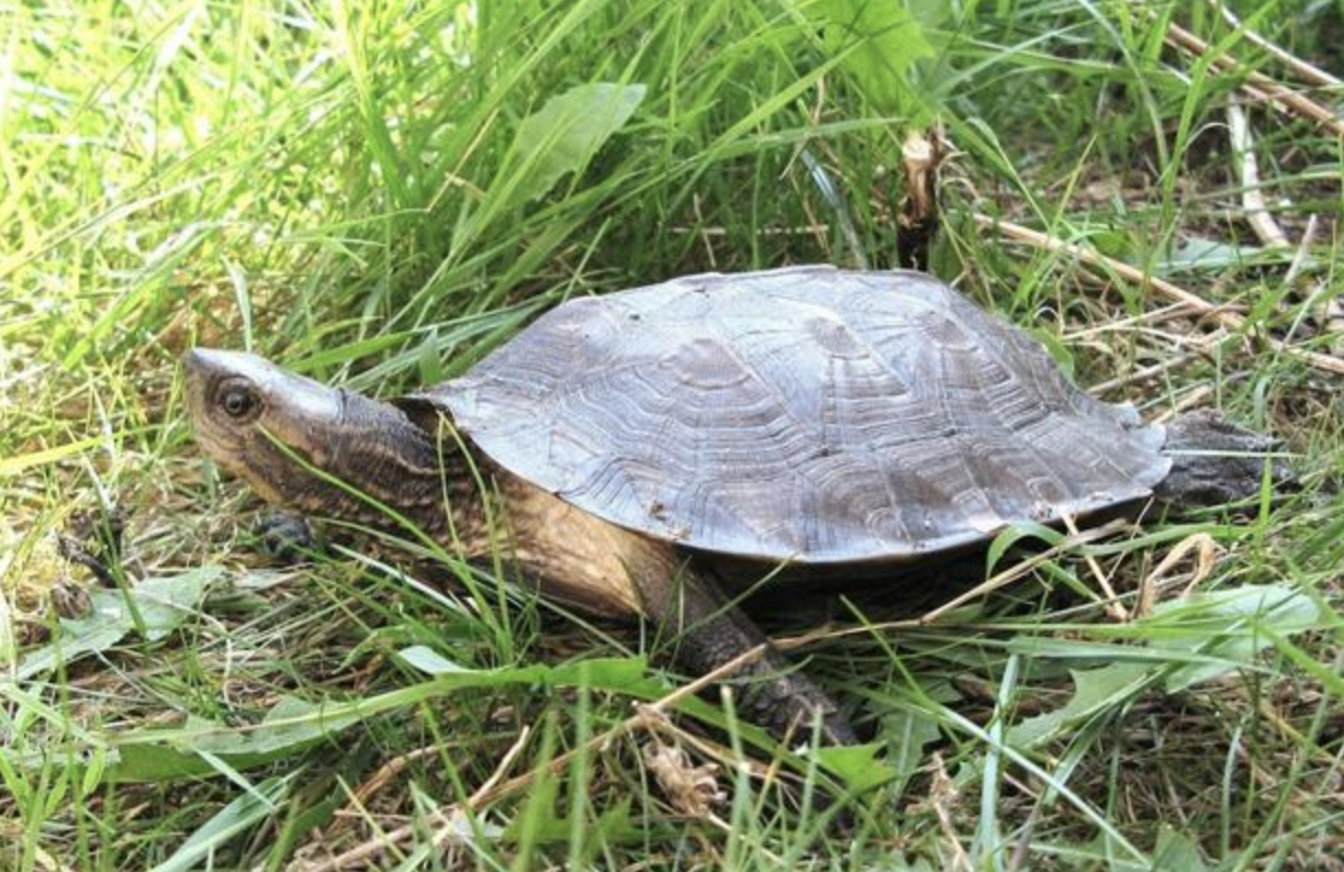  p>齿缘摄龟(学名: i>cyclemys dentata /i>)是龟科,摄龟属动物.