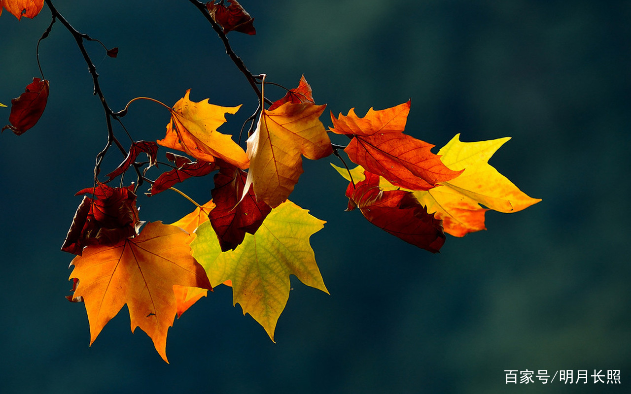 元白往事 读着他们的诗 笑着笑着就哭了 百科ta说