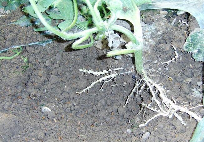 西瓜根结线虫病