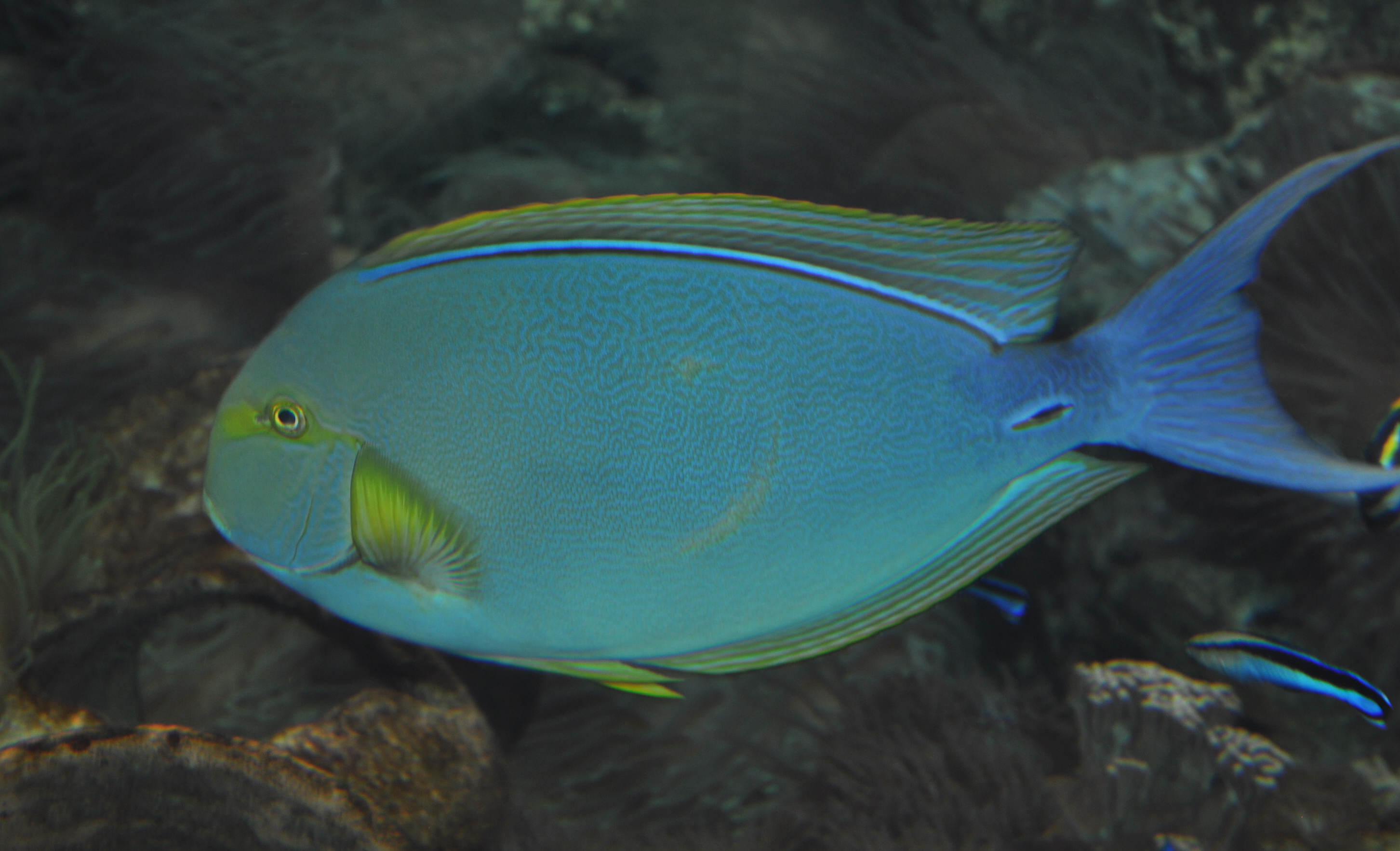  p>黄鳍鲷,学名sparuslatus,(潮汕俗称)胶辣鱼,又名黄脚立,赤翅.