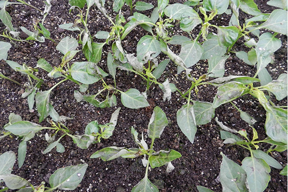 甜椒,辣椒苗期灰霉病