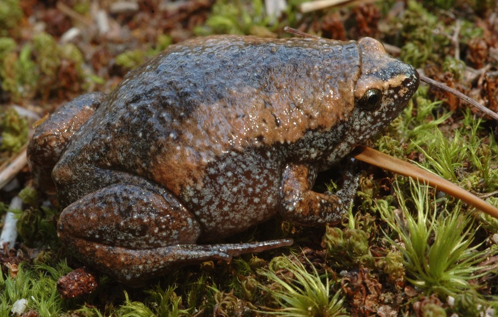  p>姬蛙科(microhylidae, 即狭口蟾科)两栖类的统称,有50多属,200馀种