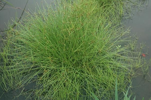 是莎草科莎草属多年生草本植物.
