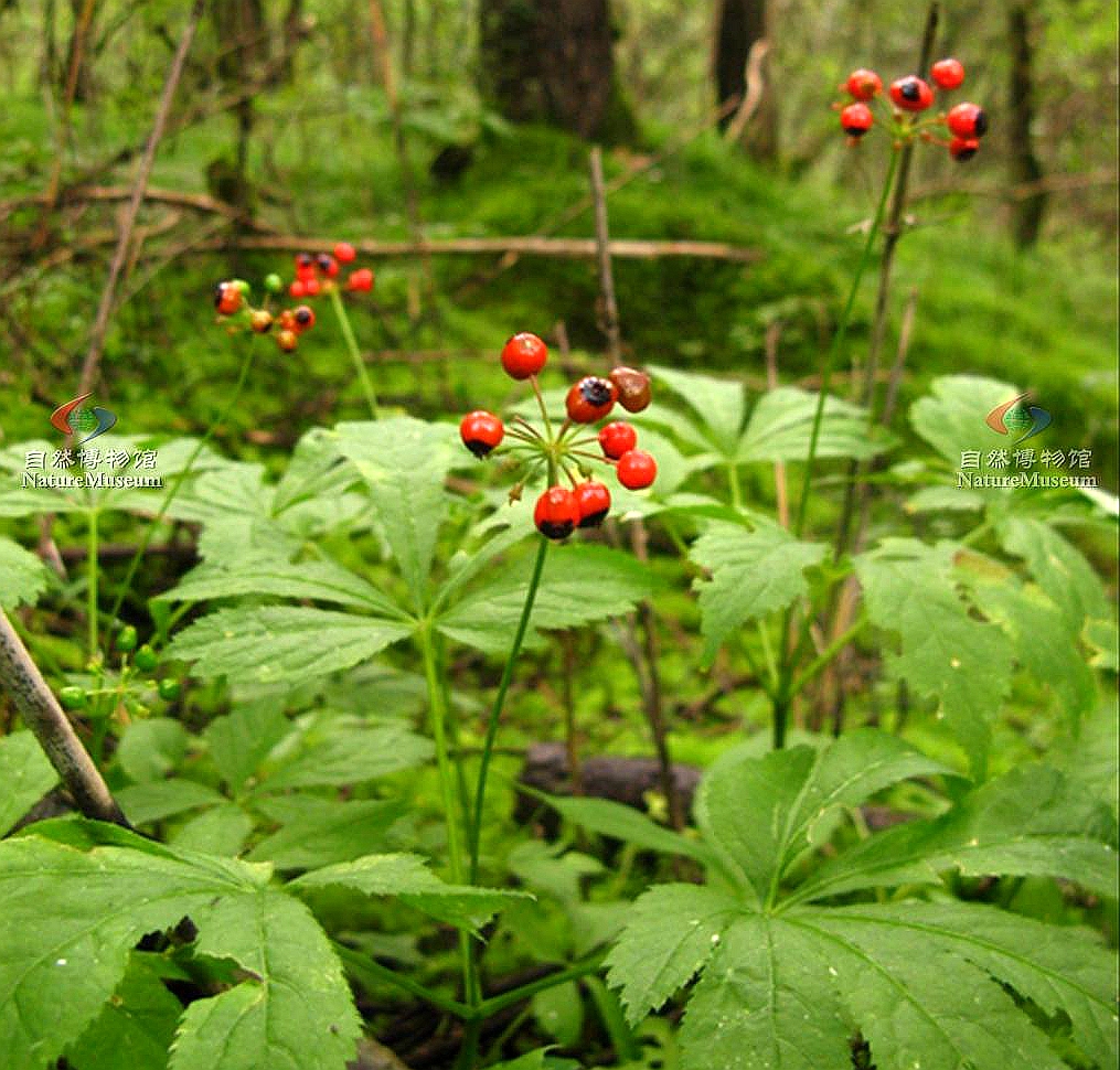  p>假人参(学名 i>panax pseudoginseng /i> wall.