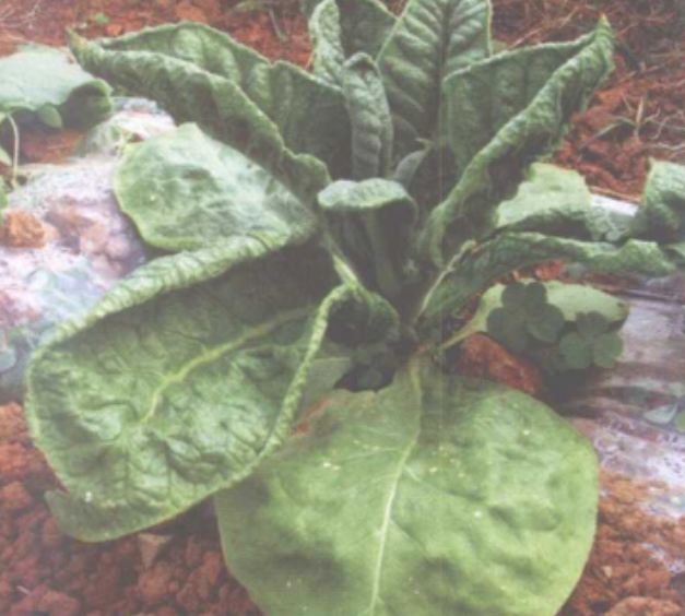 烟草曲叶病毒病