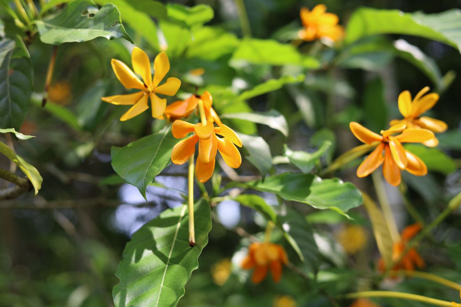 管花栀子（茜草科栀子属植物）_百度百科