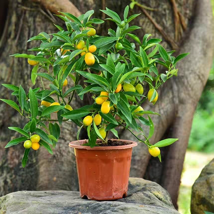 花友手太痒 居然摘掉金桔盆栽的春梢 看起来好可惜 留起不香吗 百科ta说