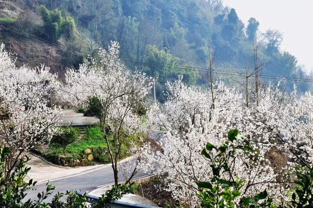 蒲江县樱桃山风景区