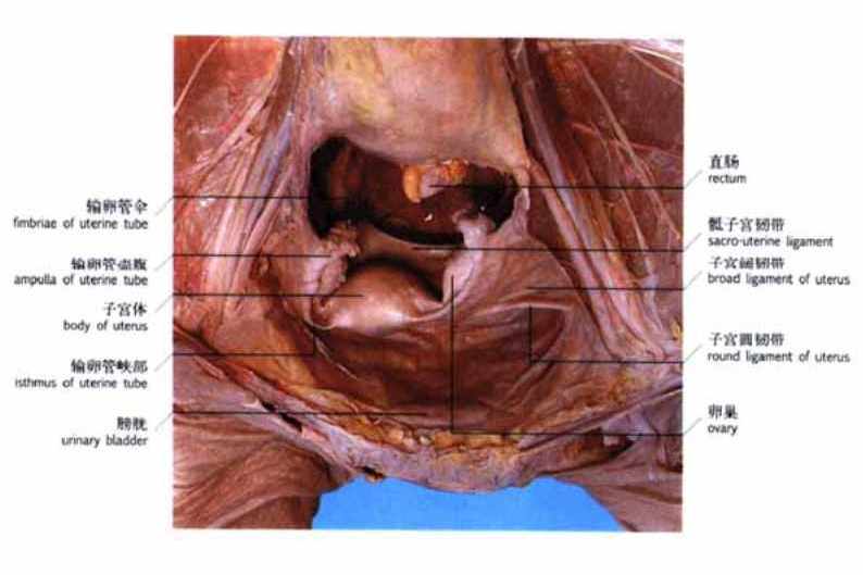 子宫附件