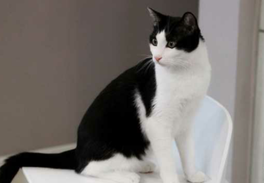 花花与三猫catlive