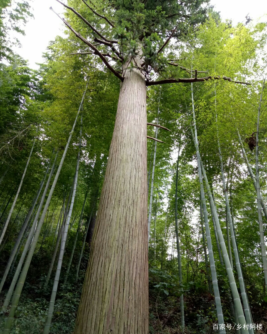 参观鄂东：大山深处“杉树王”_百科TA说
