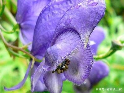 全株有剧毒，曾被作为暗杀武器使用的欧乌头，究竟是什么植物？_百科TA说