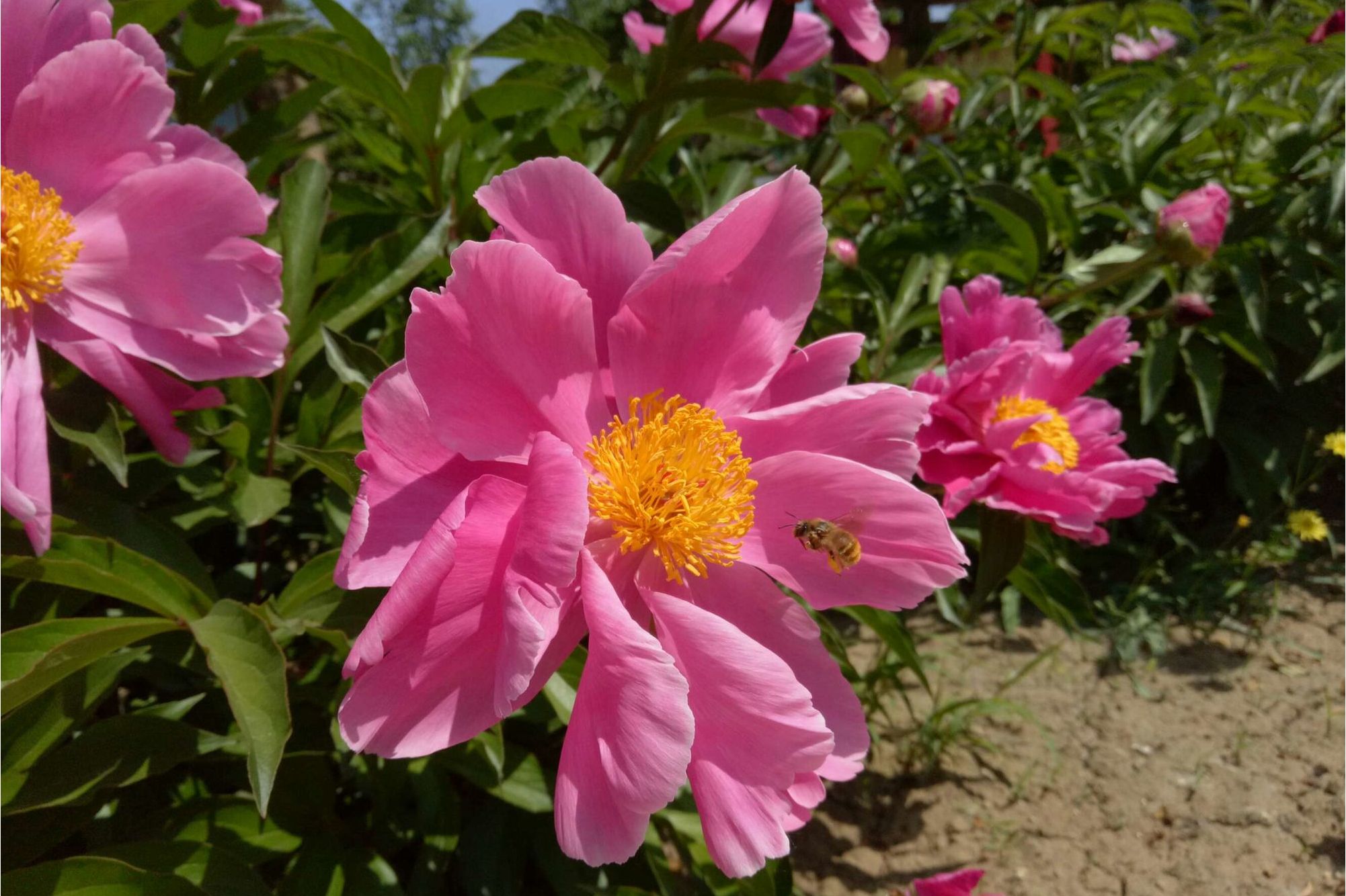  p data-id="t8fcta4e2tlh">红药百合是百合科植物. /p>