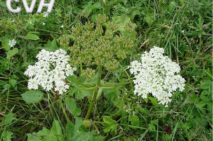  p>独活属(学名: i>heracleum /i>&nbsp;l.)是伞形科下一个属.