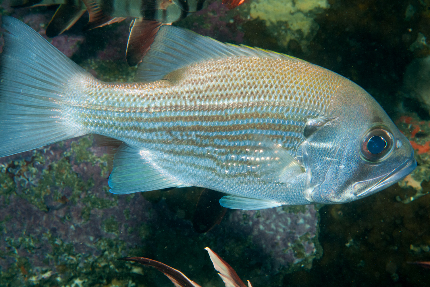  p>叶鲷科为 a target="_blank" href="/item/辐鳍鱼纲/2520993" data