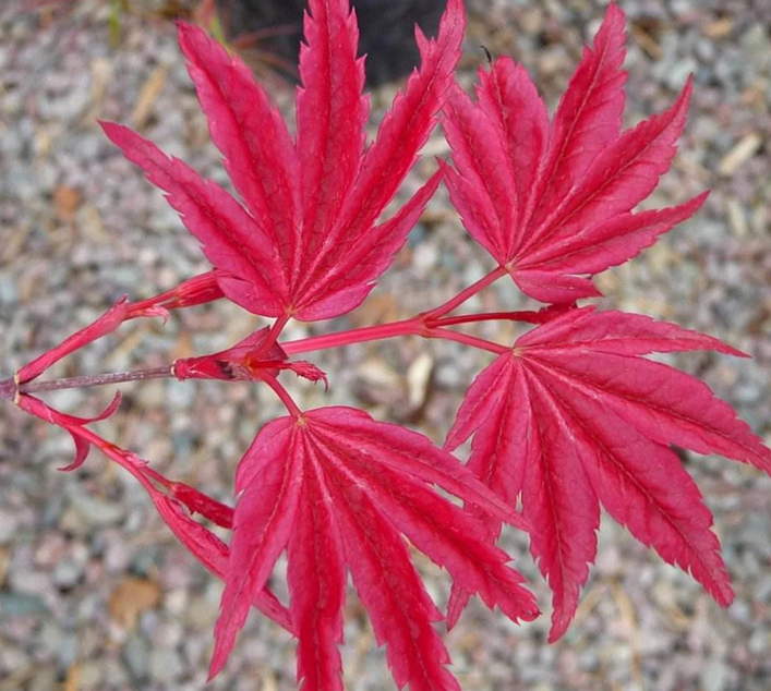植物界的红色舞娘——日本红枫红舞姬_百科TA说