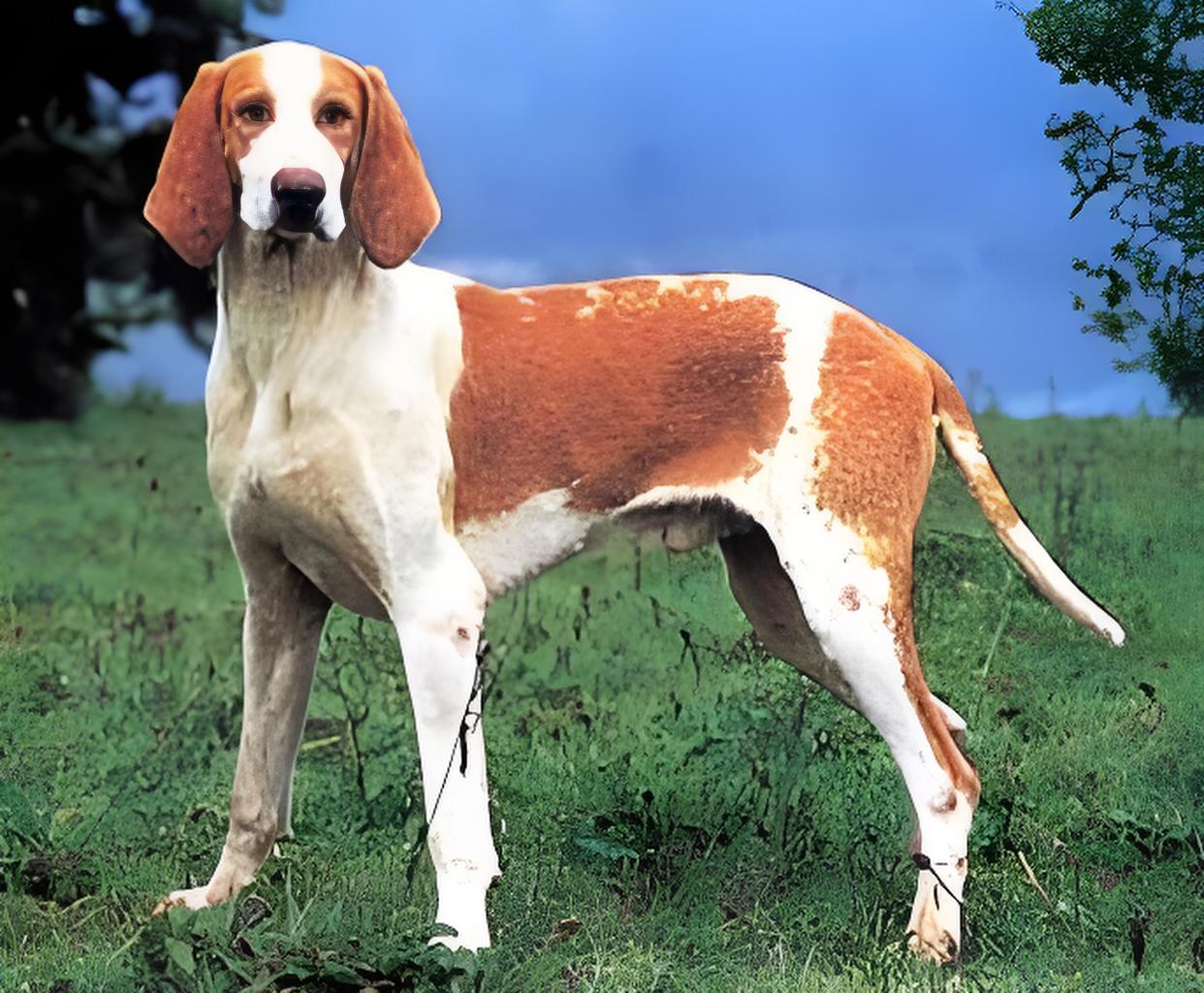 大型英法黄白猎犬