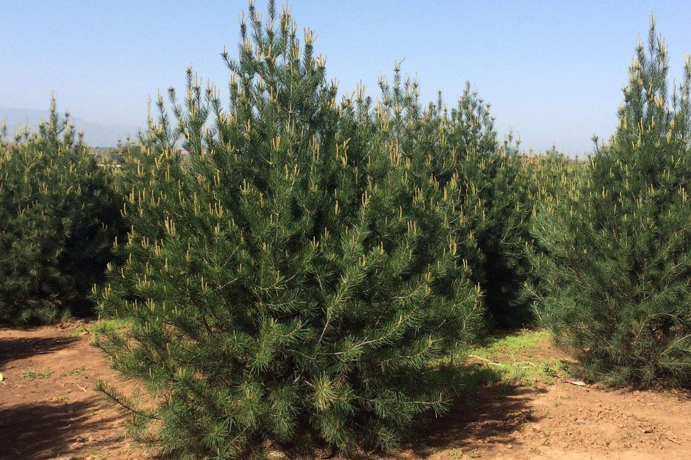 白皮松陕西蓝田家系9