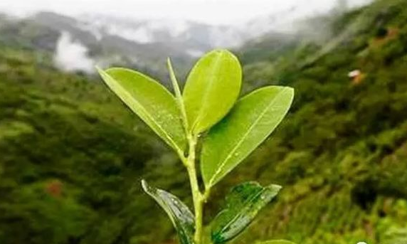 古柯（牻牛儿苗目古柯科古柯属植物）_百度百科