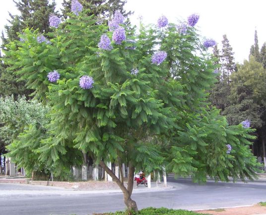 蓝花楹 紫葳科蓝花楹属植物 百度百科