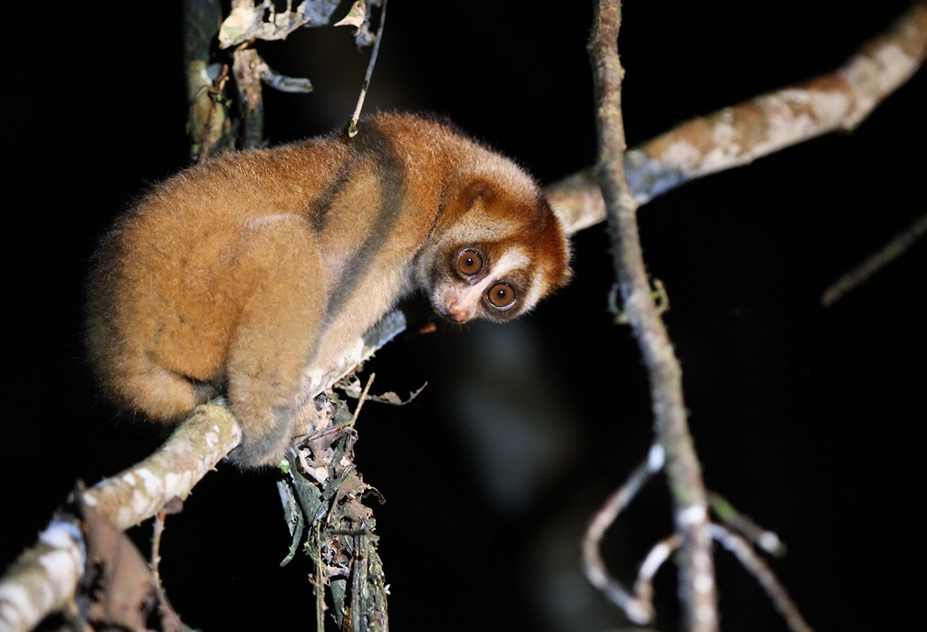  p>菲律宾蜂猴(学名: i>nycticebus menagensis /i>):是灵长目,懒猴科