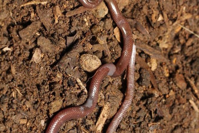  p>香港双足蜥,双足蜥科双足蜥属的动物,由业余 a target="_blank"