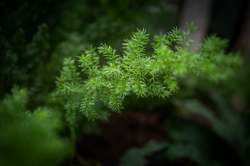 天门冬（天门冬科天门冬属植物）_百度百科