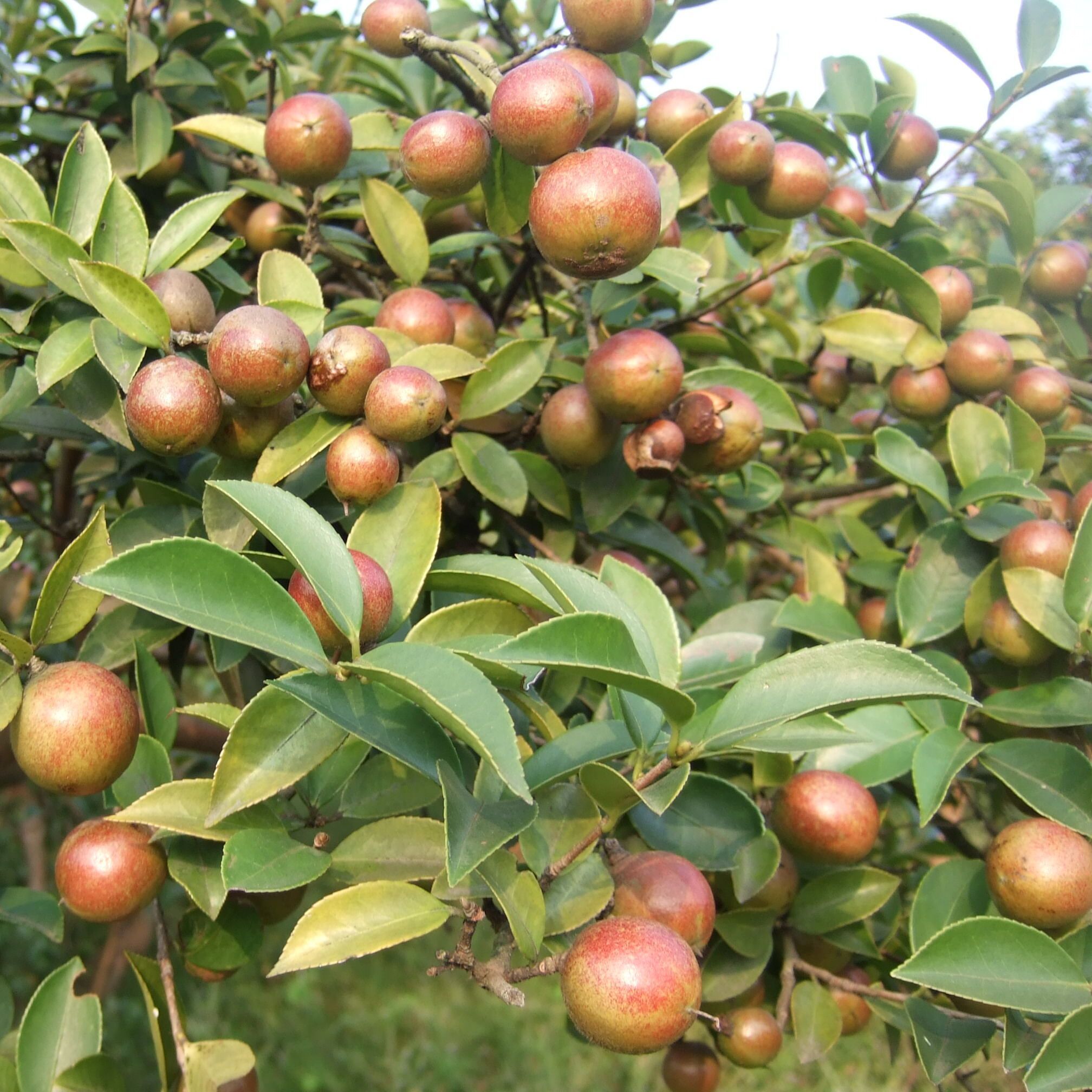 油茶仙居