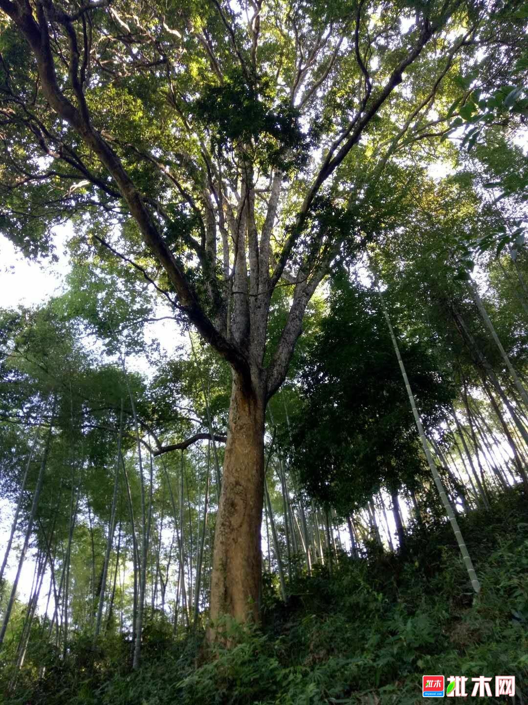香楠