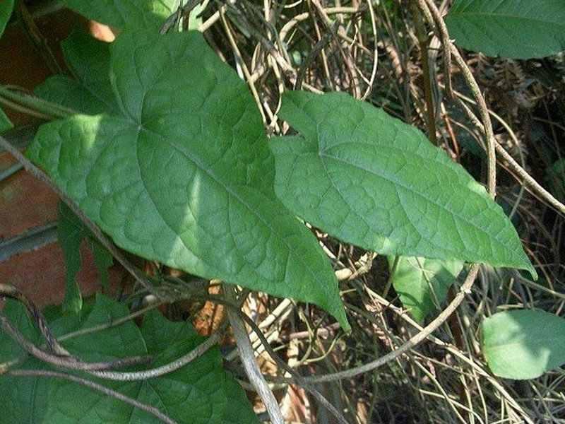 青牛胆