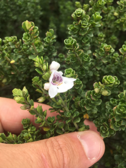 楔叶木薄荷_百度百科