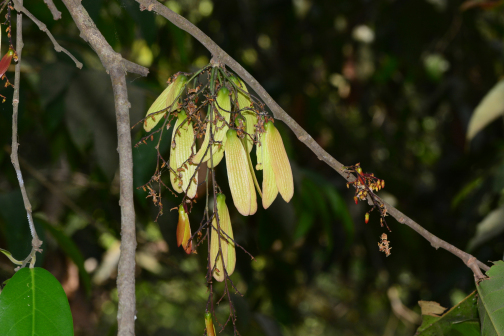 Hopea ponga_百度百科