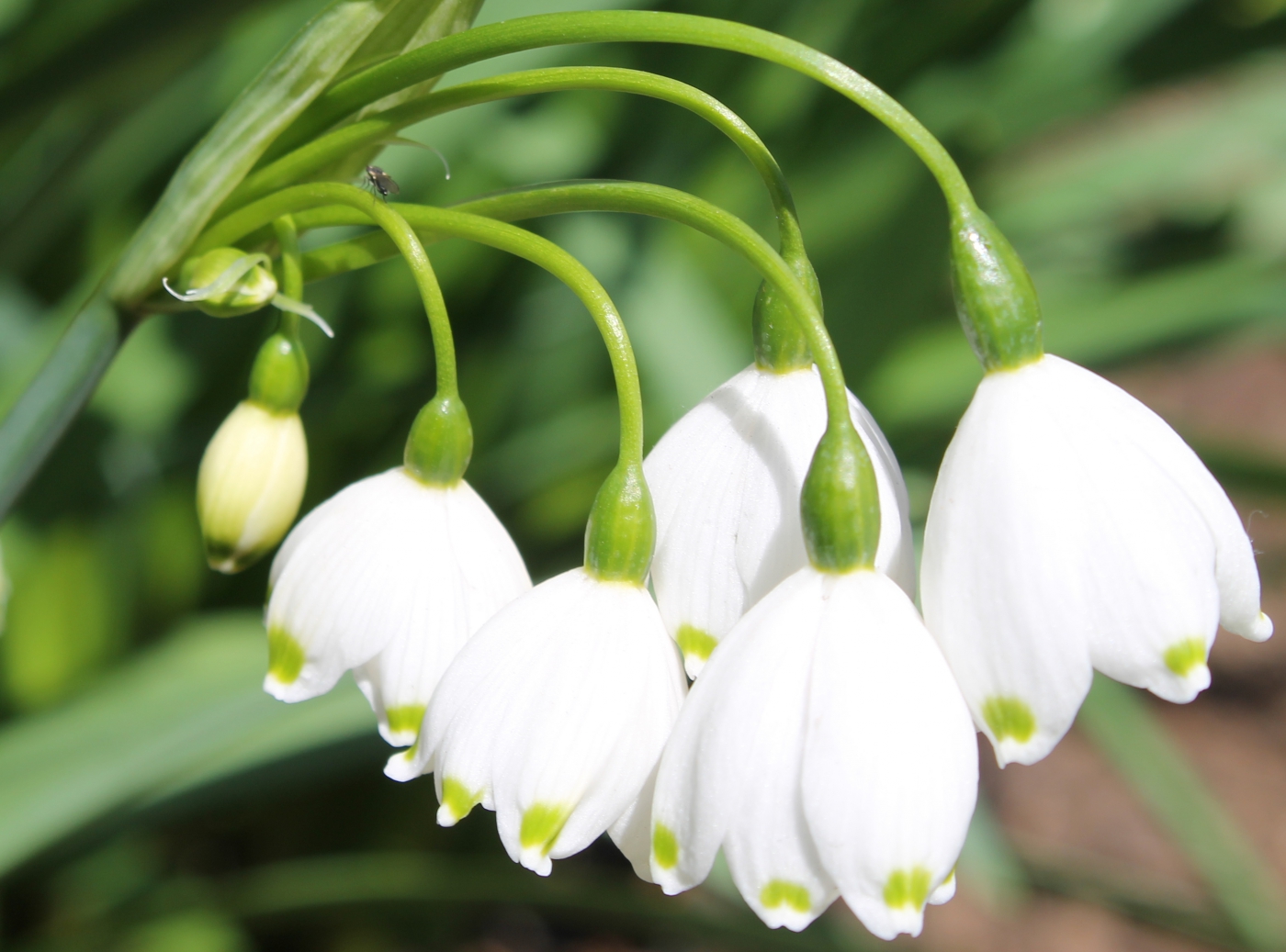  p data-id="tzb3aa3bdhbc">雪滴花(galanthus nivalis)是石蒜科雪滴