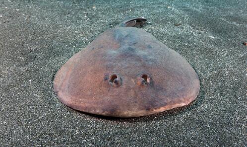  p>日本单鳍电鳐(学名: i>narke japonica /i>)是电鳐科,单鳍电鳐属