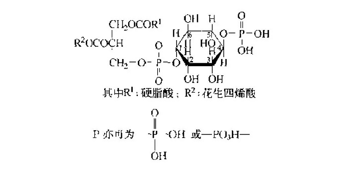 磷脂酰肌醇三磷酸