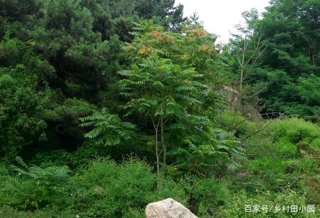 诗经里的植物｜到处可见的臭椿，虽然名声不太好，但其作用却不少_百科TA说