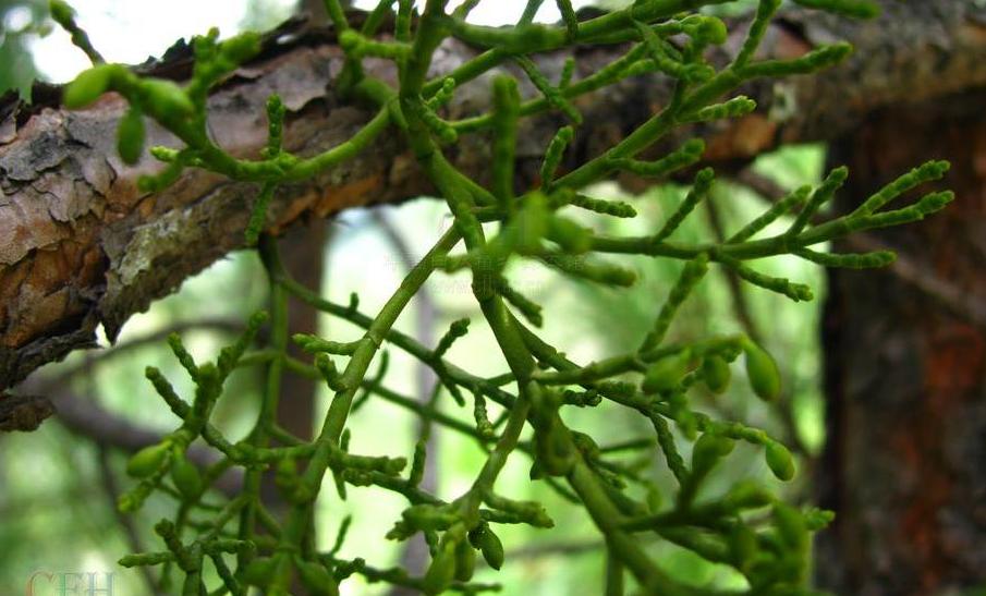  p> b>高山松寄生 /b>(学名: b> i>arceuthobium pini /i> /b>)是 a