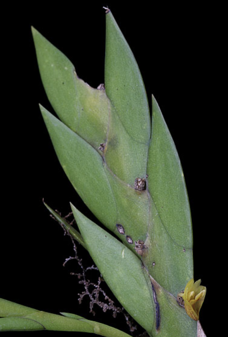  p data-id="gnb6hbh6et">燕尾兰又是兰花一种多年生常绿附生性花卉.