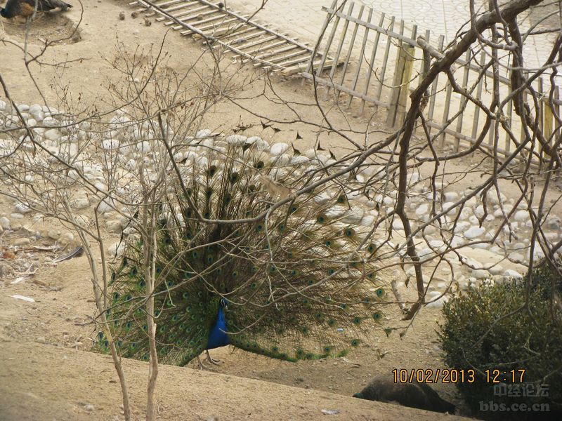  p>太原动物园是城市绿地系统中以履行对野生动物实施野外救护,异地