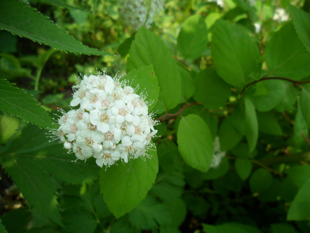  p>麻叶绣线菊(学名: i>spiraea cantoniensis /i> lour.