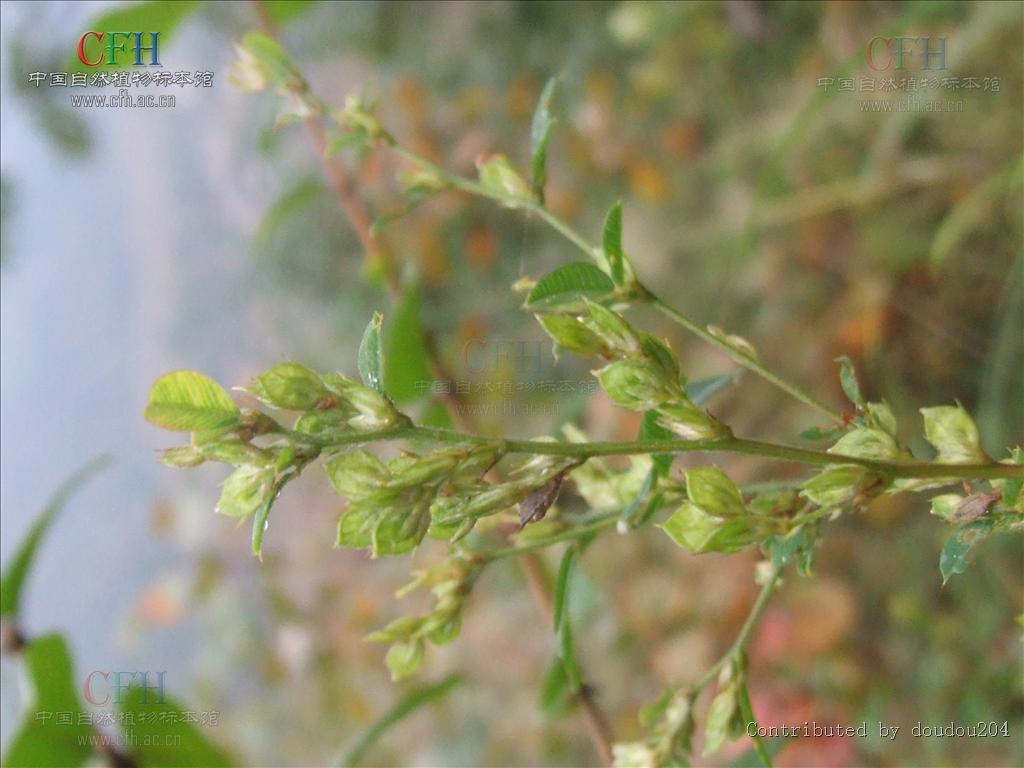 lespedeza floribunda bge