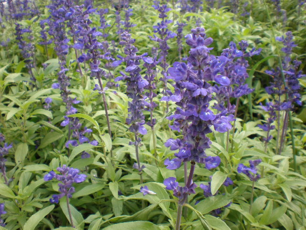 data-lemmaid="2360392">鼠尾草属 /a>的植物,是中国的特有植物